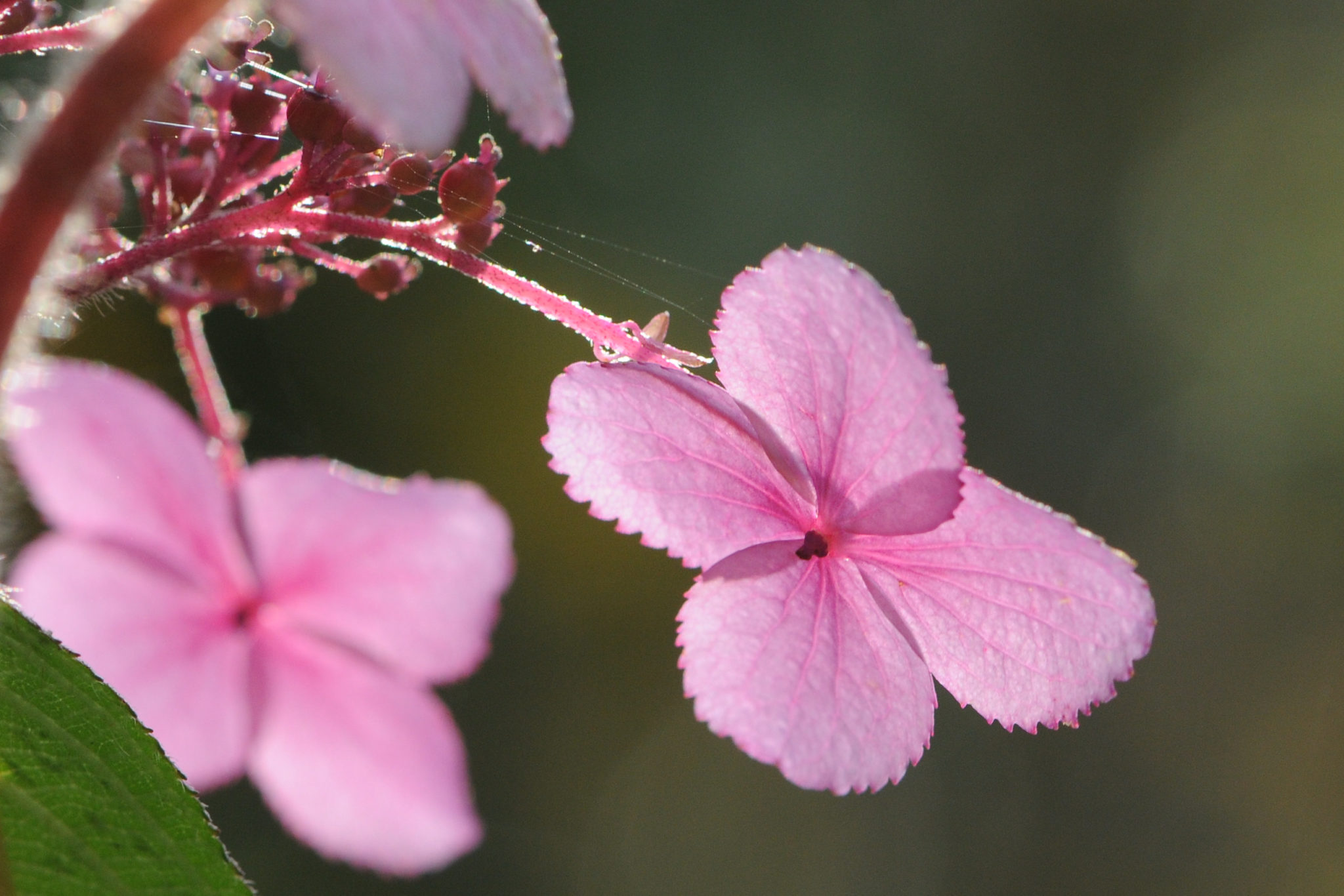 Pink Flowers on Lacecap Hydrangea