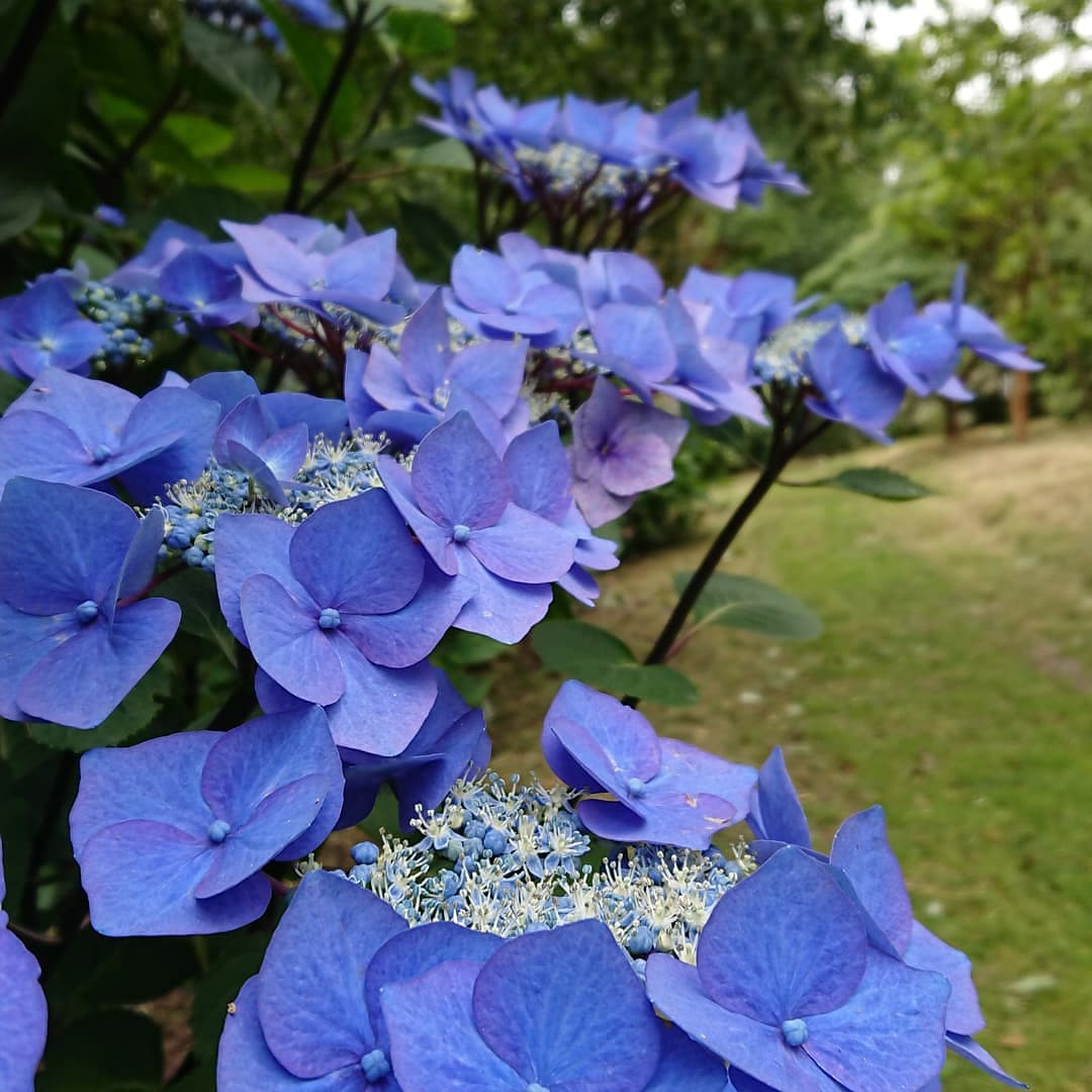 Blue Hydrangeas at Antony Woodland Garden