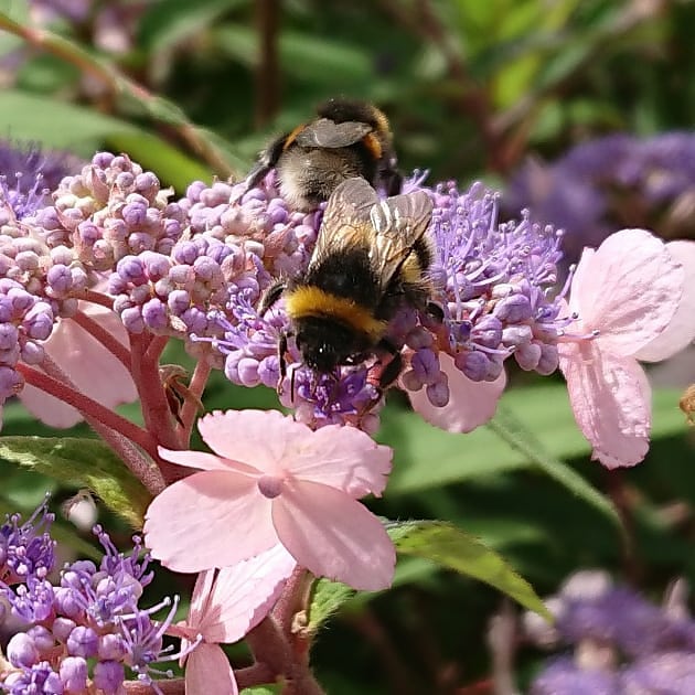 Bees collecting pollen from Hydrangea