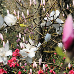 West Down Valley - Antony Woodland Garden