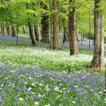 Bluebells and Wild Garlic - Antony Woodland Garden