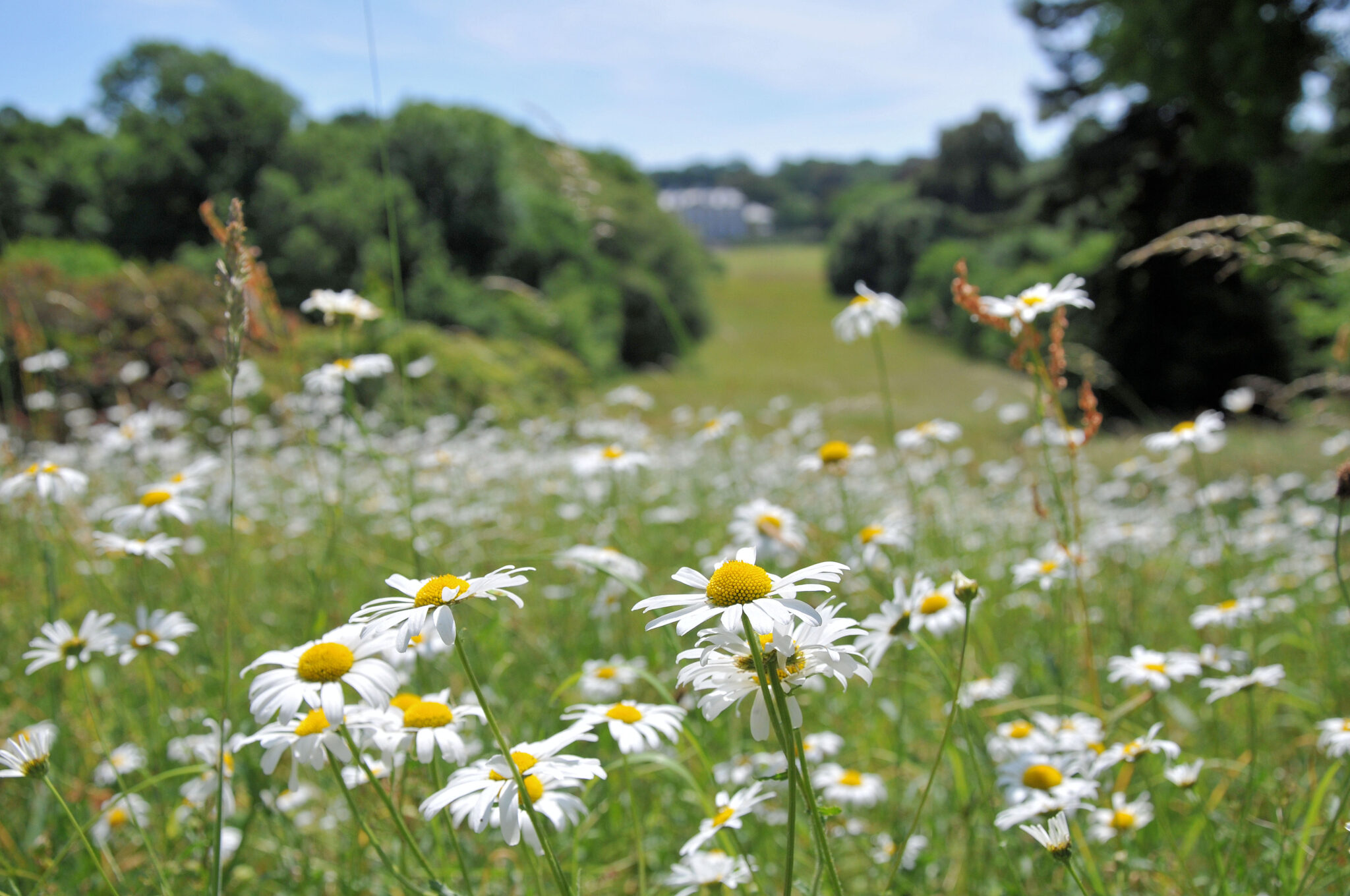 Daisies at Antony Woodland Garden