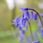 Bluebells at Antony Woodland Garden