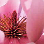 Magnolia Caerhays Surprise - Antony Woodland Garden