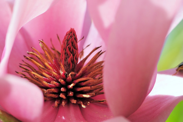 Magnolia Caerhays Surprise - Antony Woodland Garden