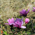 Magnolia Apollo - Antony Woodland Garden