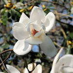 Magnolia David Culow - Antony Woodland Garden