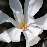 Magnolia X Loebneri Merrill - Antony Woodland Garden