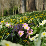 Primroses - Antony Woodland Garden