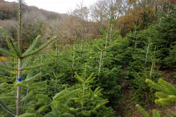 Christmas trees for sale at Antony Woodland garden
