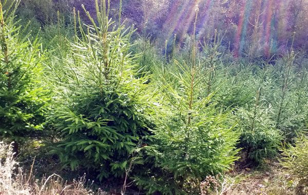 Christmas trees for sale at Antony woodland garden, Cornwall