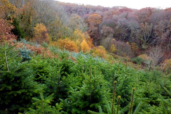 Christmas trees for sale at Antony Woodland garden
