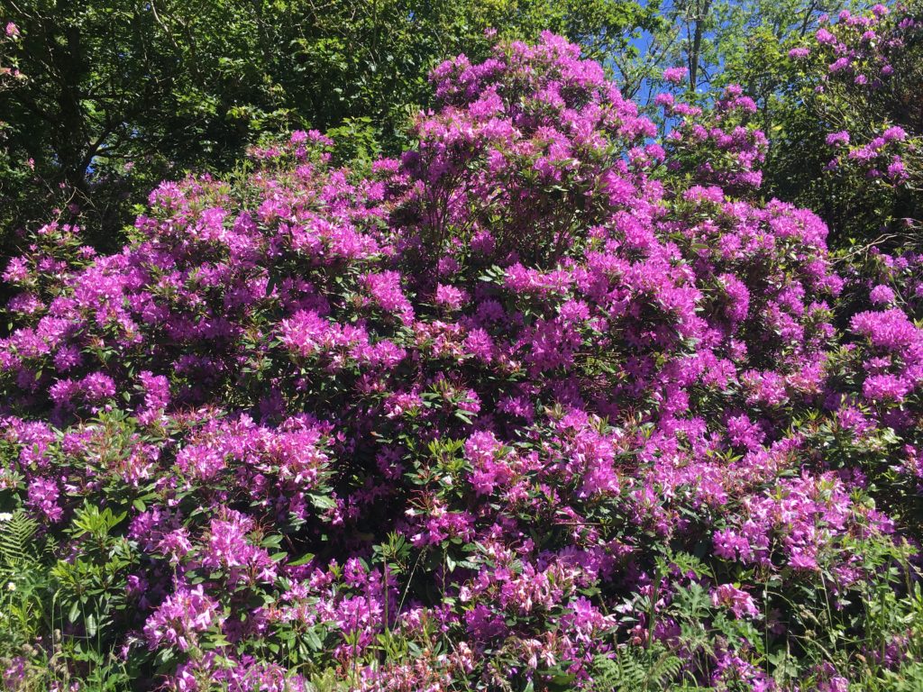 Rhododendrons!
