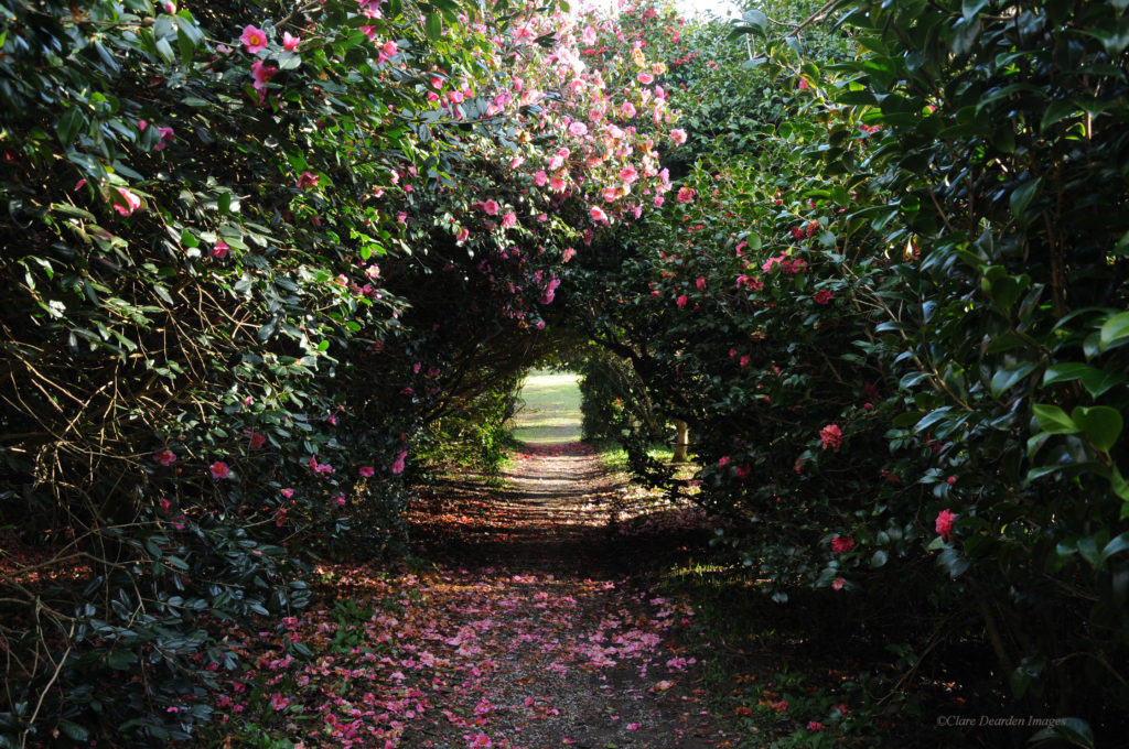 Camellia Walk