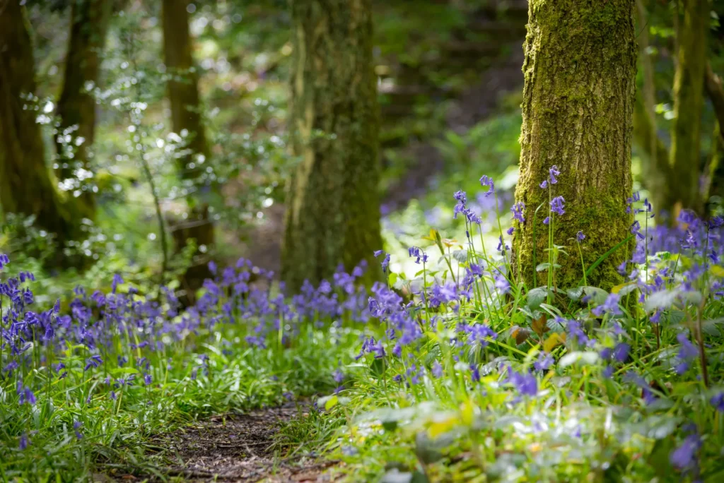 Bluebells on the woodland walk