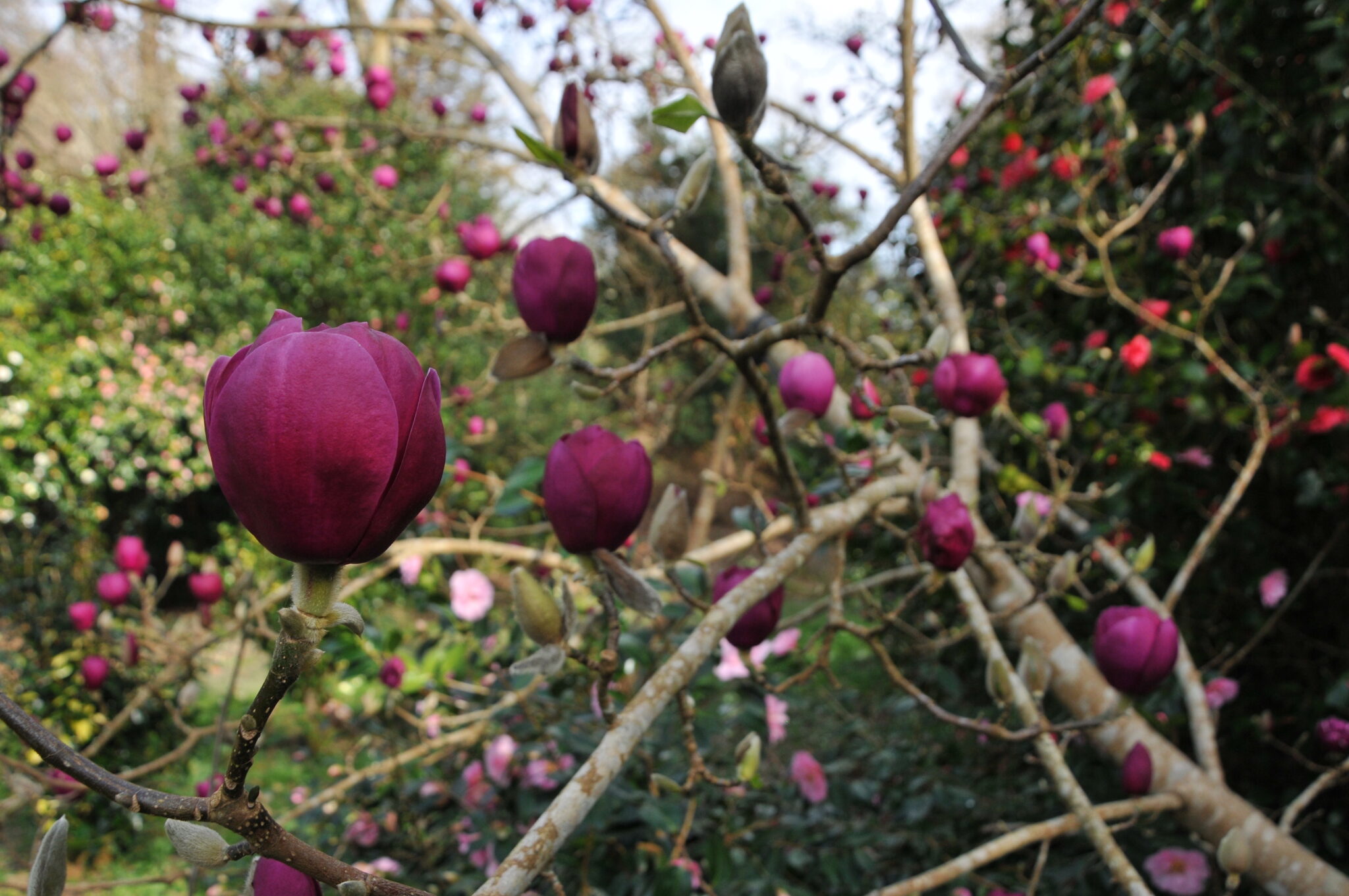 Antony Woodland Garden Reopens for the Year