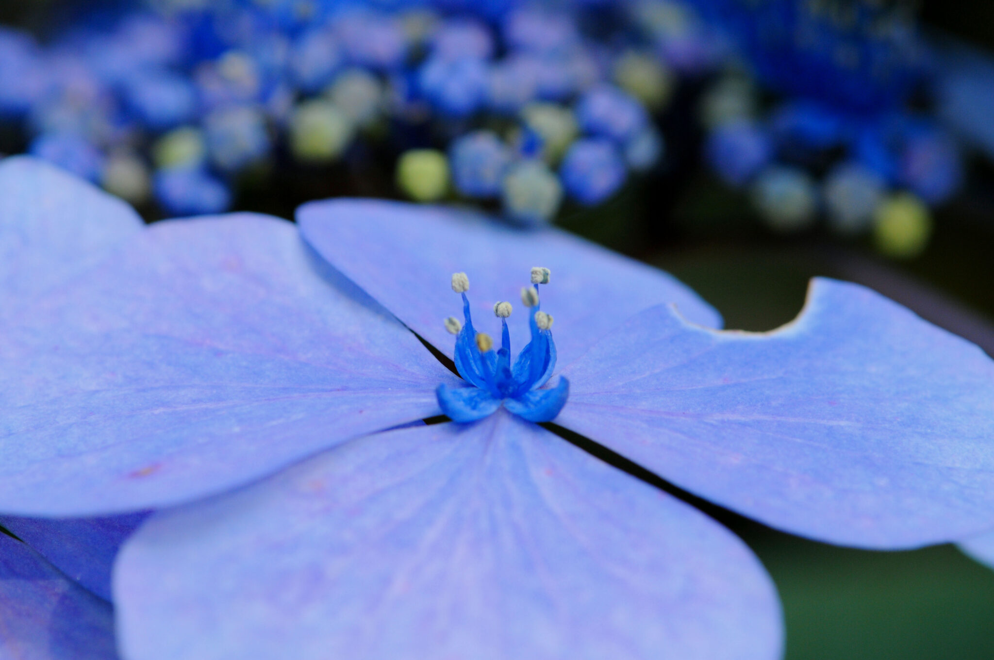 The Glorious Hues of Hydrangeas this Summer at Antony Woodland Garden