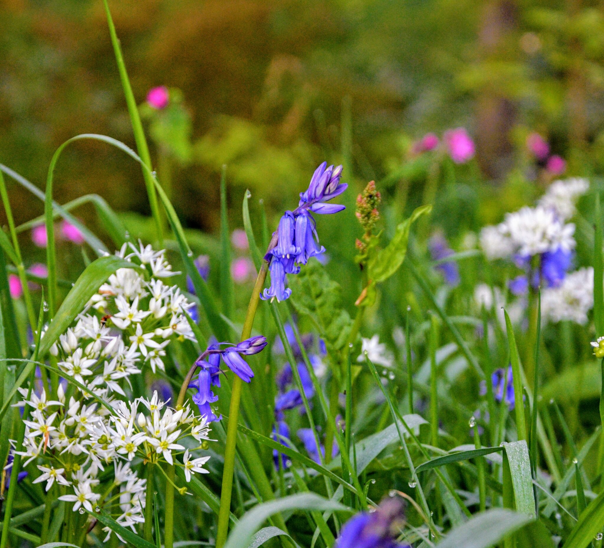 Bluebells