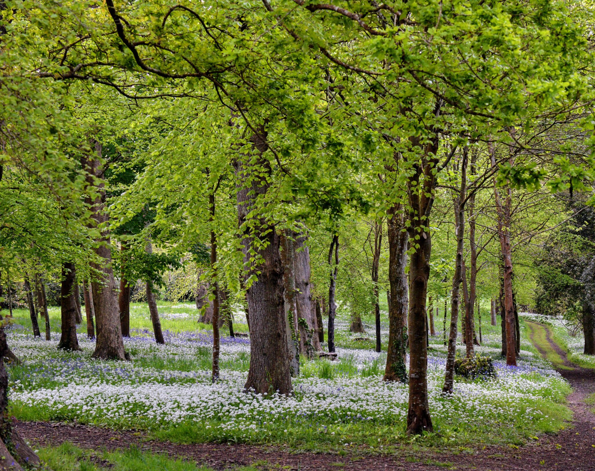 Wild Garlic in the Woodland