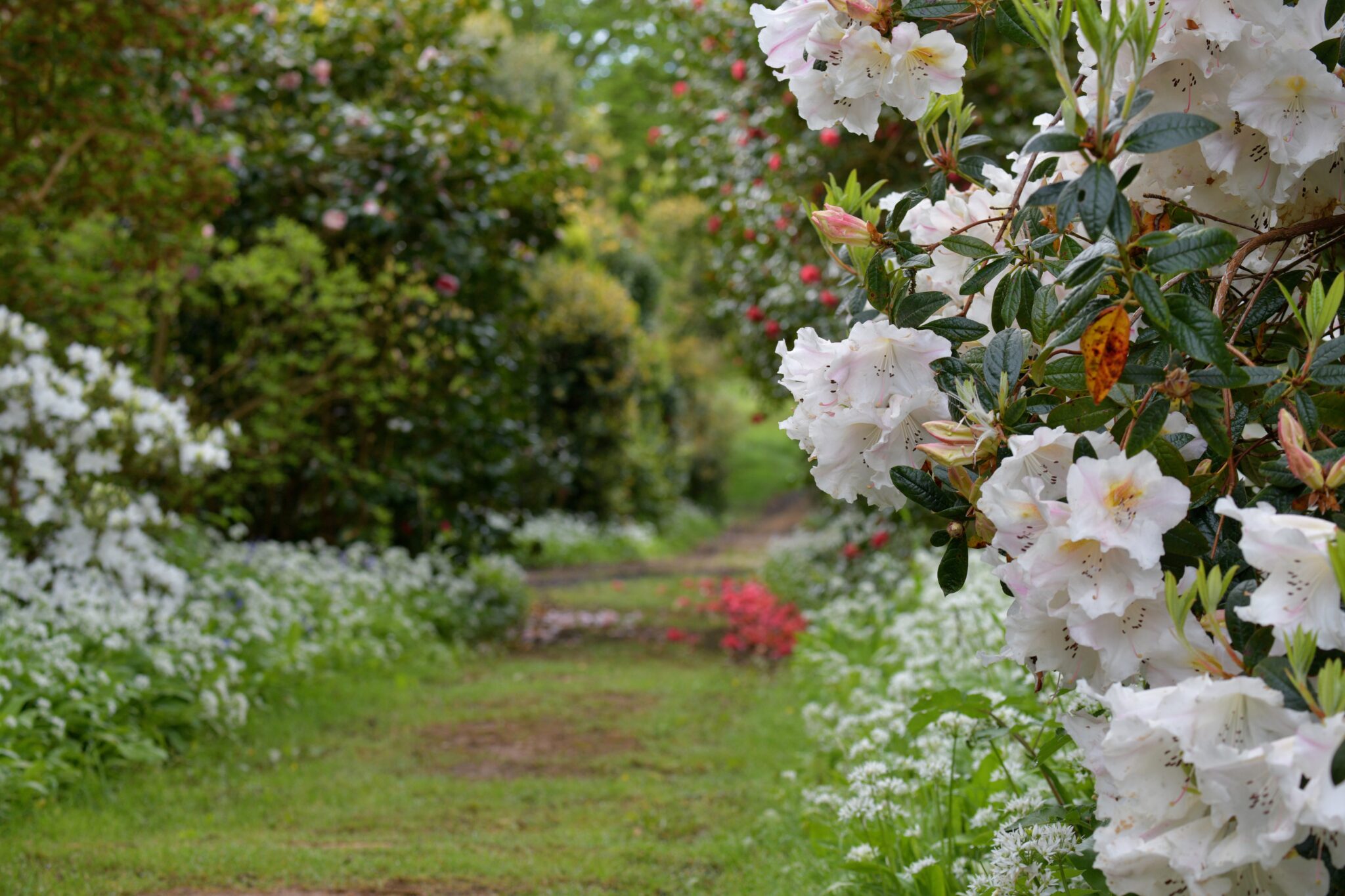 Woodland Garden Trail