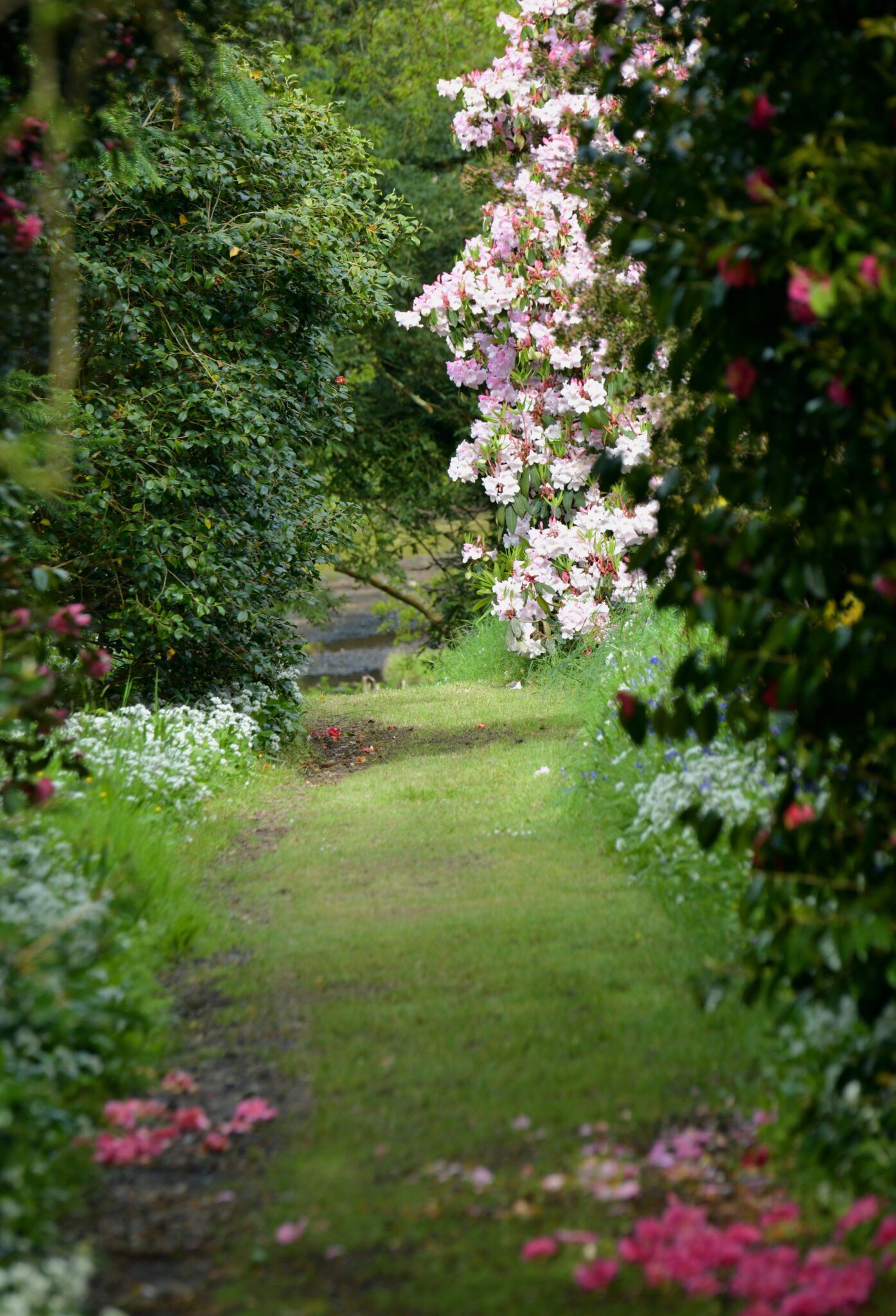 Woodland trail