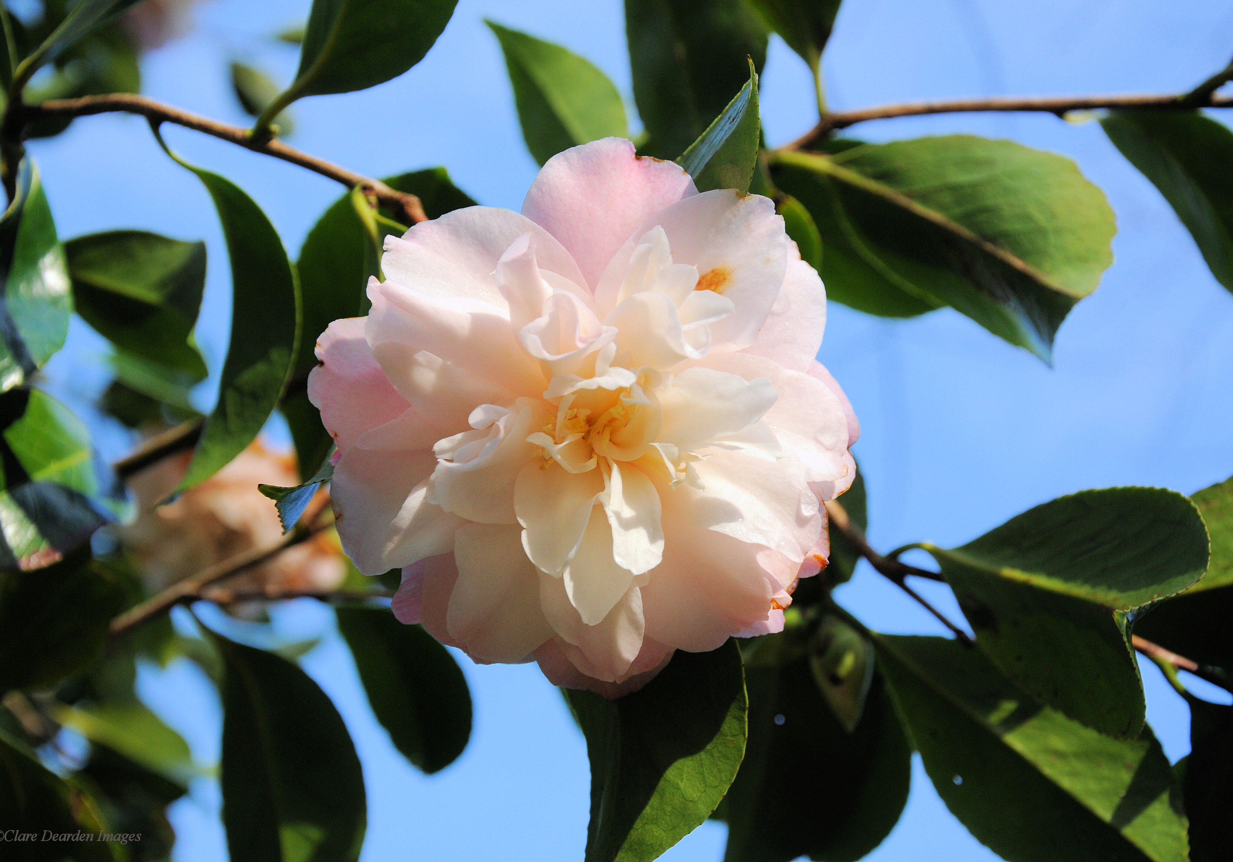 Camellias - Antony Woodland Garden