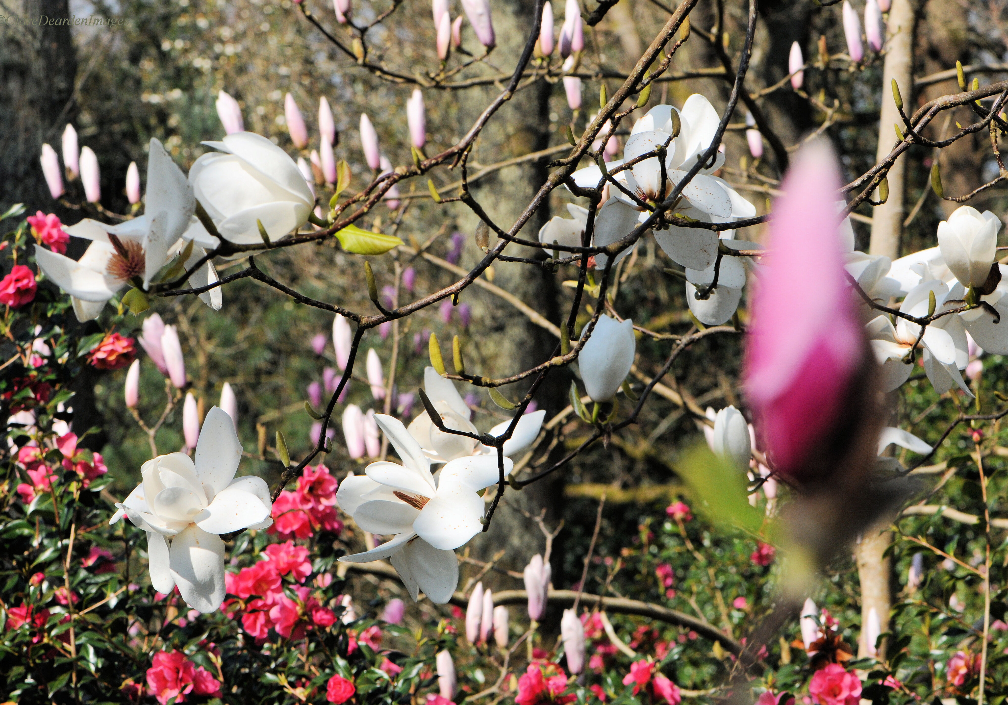 West Down Valley - Antony Woodland Garden