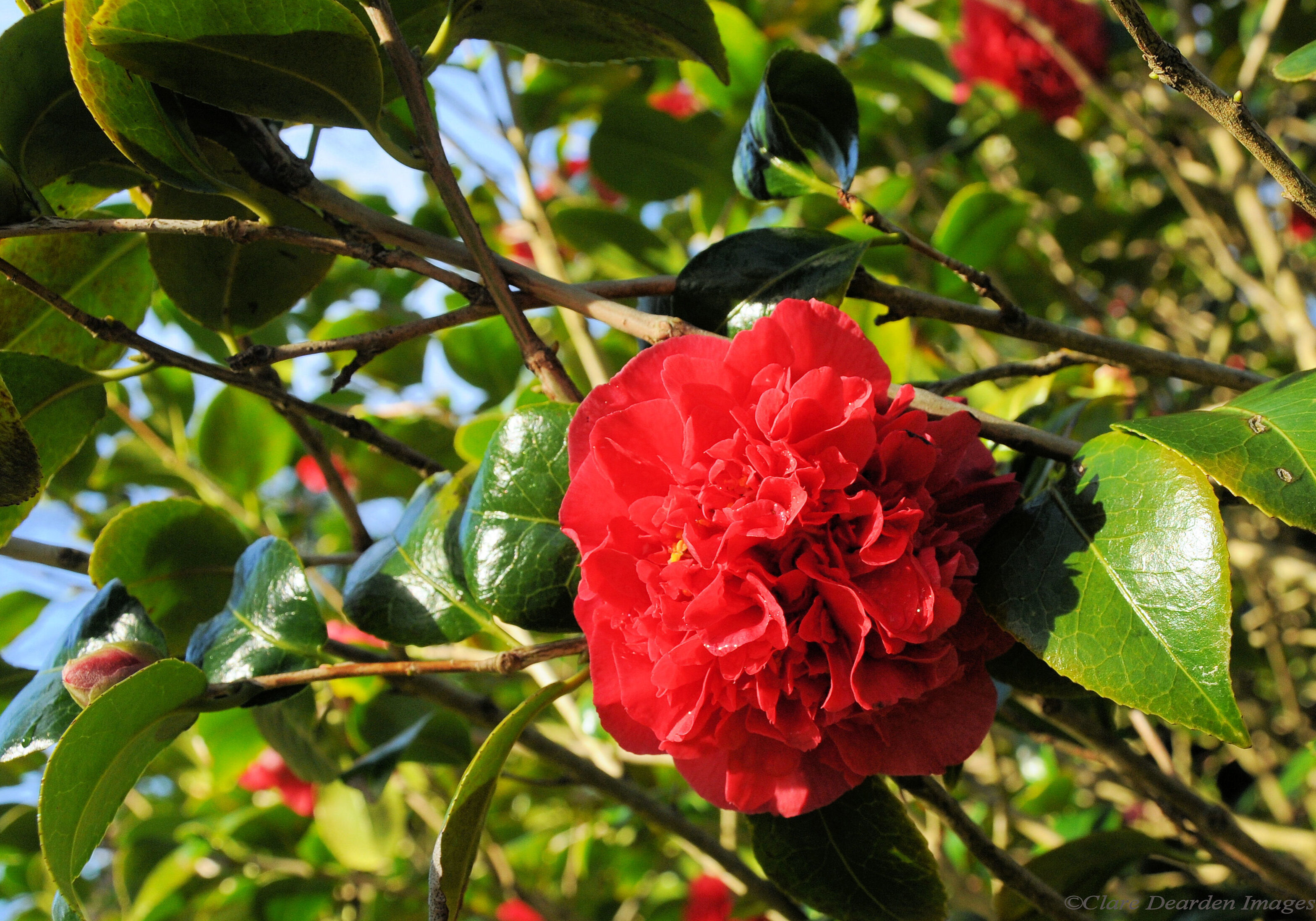 Camellia Japonica Kramers Supeme - Antony Woodland Garden