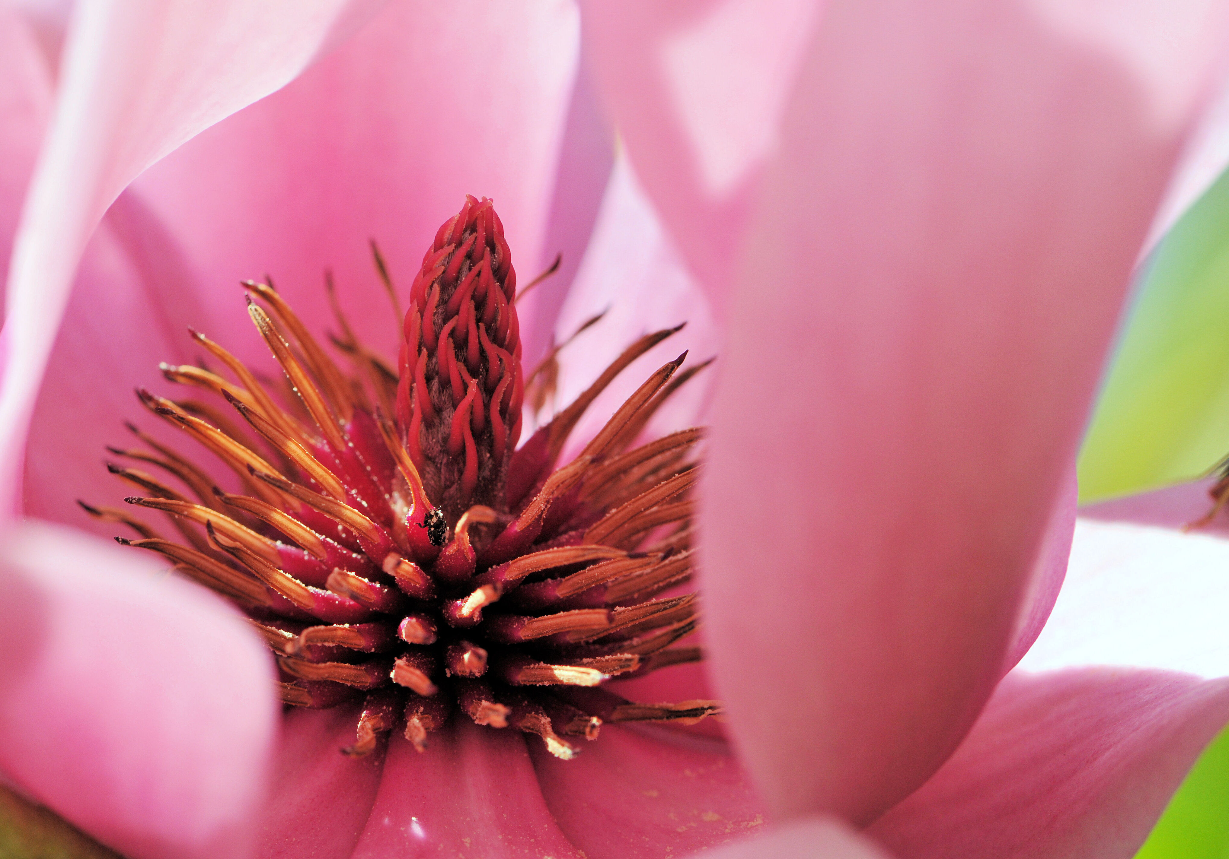 Magnolia Caerhays Surprise - Antony Woodland Garden