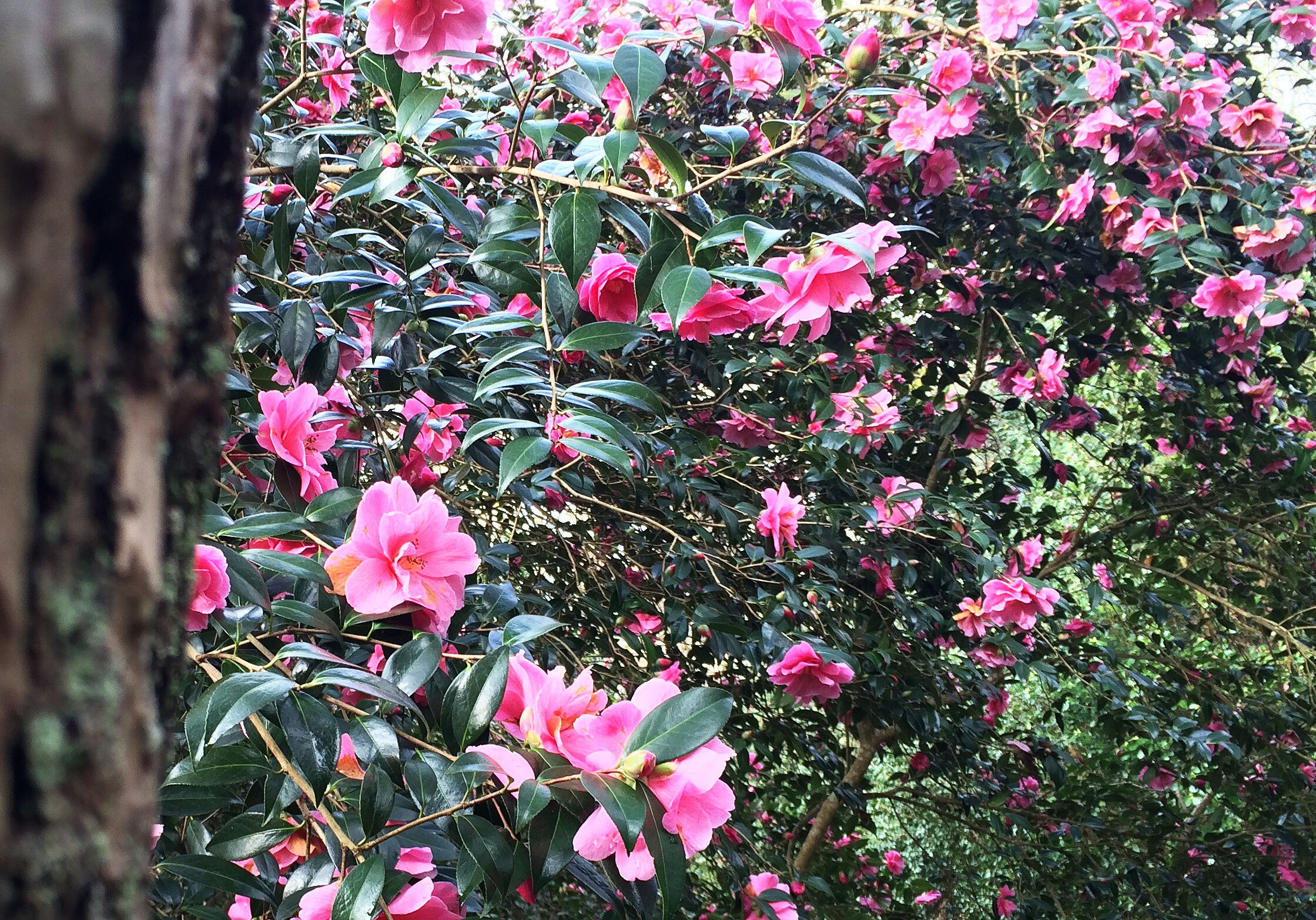 Camellias - Antony Woodland Garden