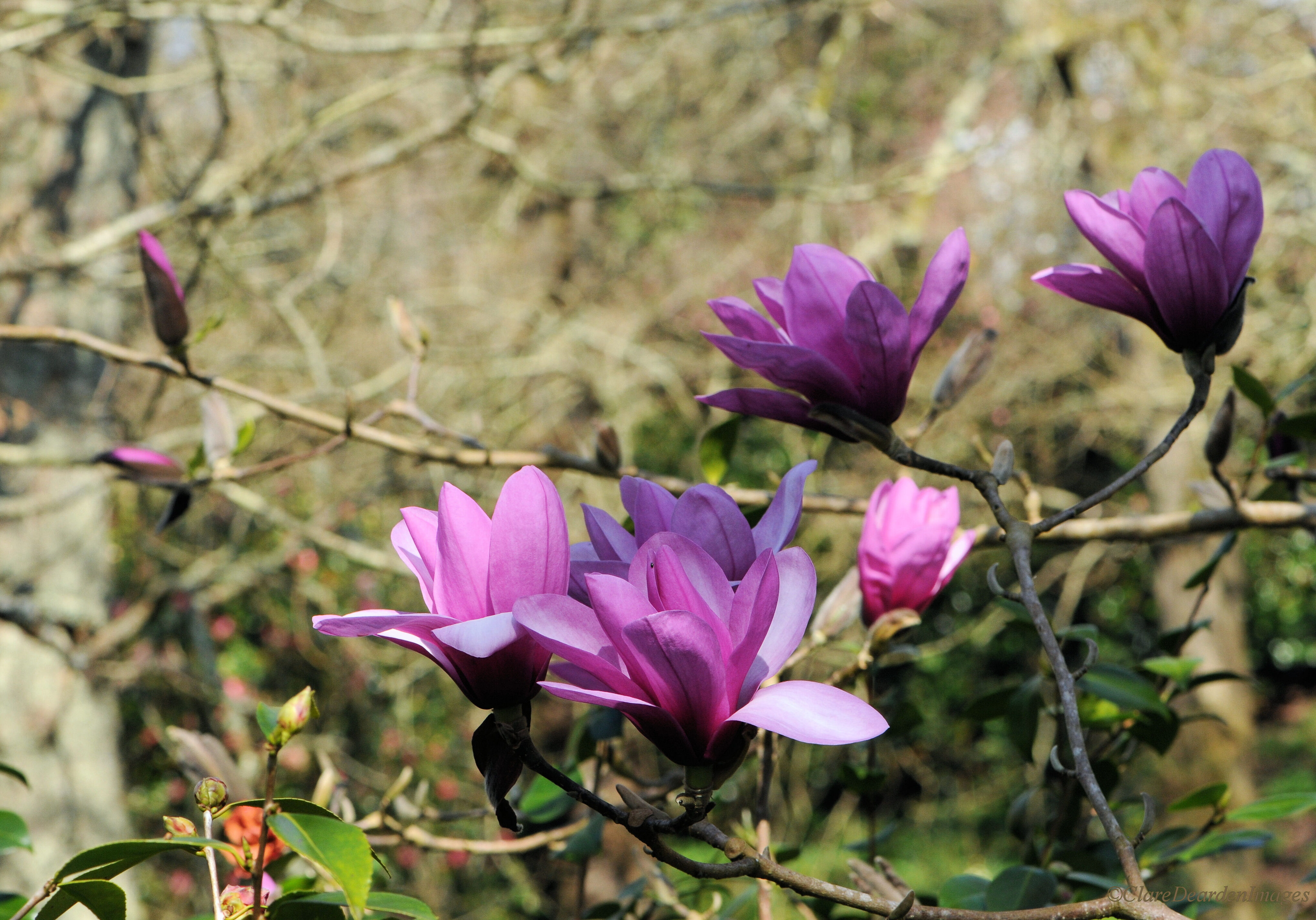 Magnolia Apollo - Antony Woodland Garden