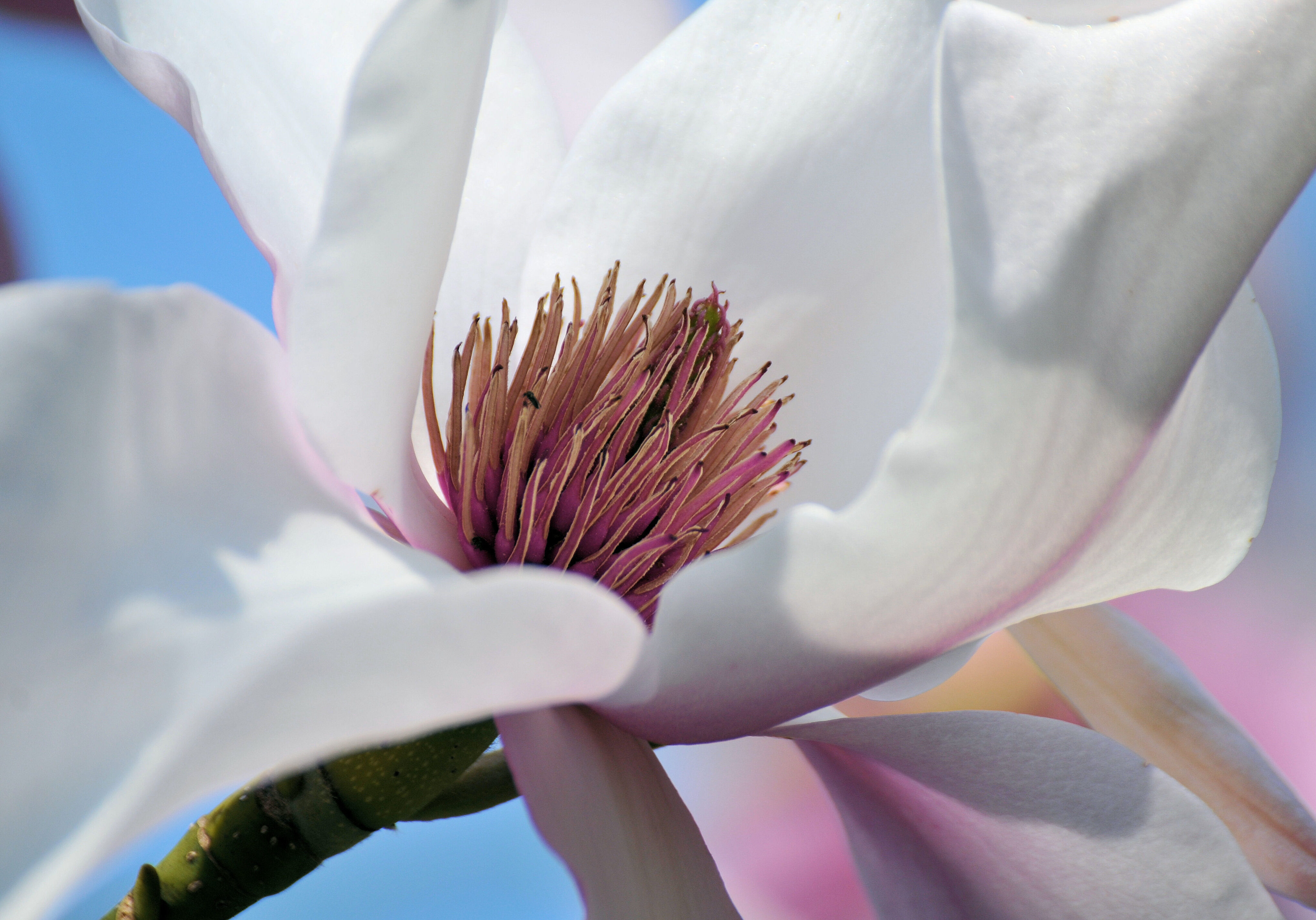 Magnolia Big Dude