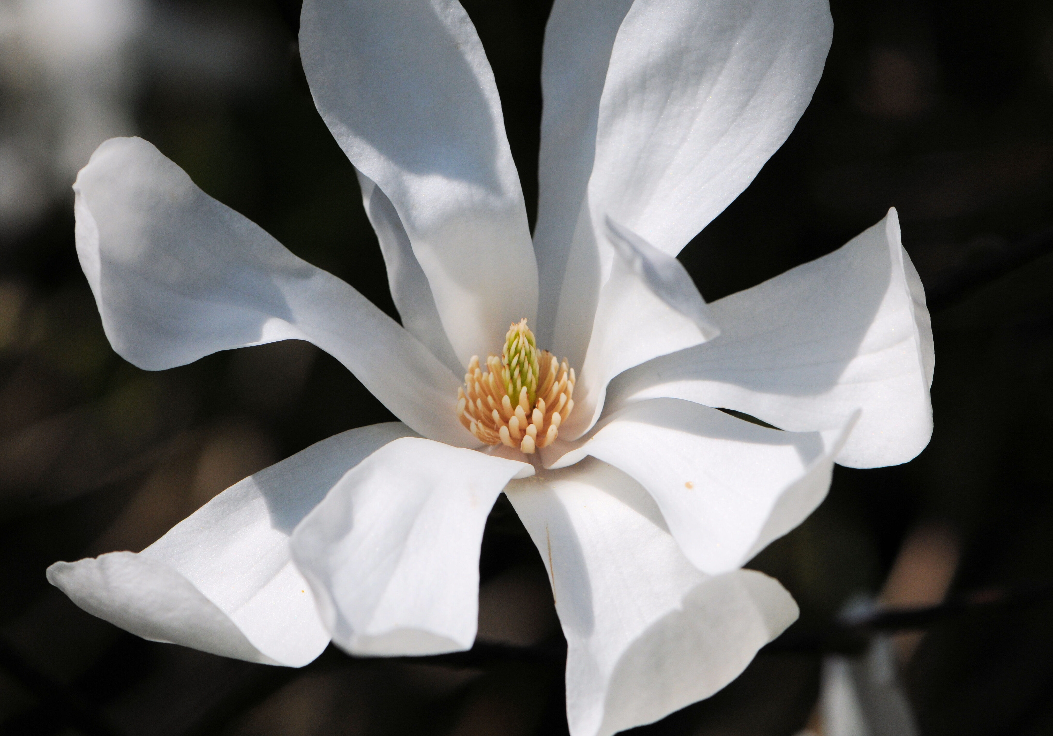 Magnolia X Loebneri Merrill - Antony Woodland Garden